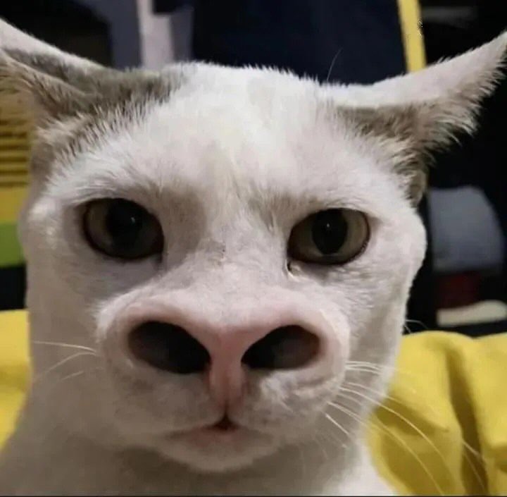 Tokonya Satria tweet media