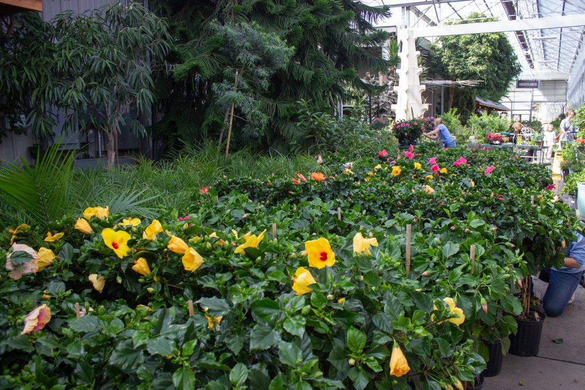 Lanoha Nurseries tweet media
