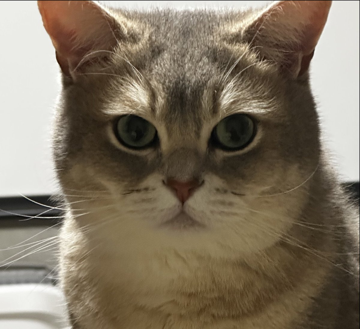 ロキオッヂ tweet media