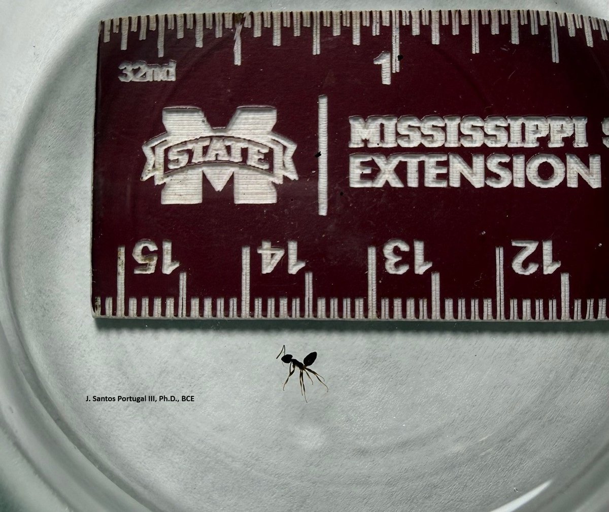 MississippiPMP's tweet image. Odorous house ants have a single, flattened node. This characteristic can help to separate this ant from other common pest ants in Mississippi. For more information on odorous house ants in Mississippi, see this #MSUext publication: extension.msstate.edu/sites/default/… 
#pestmanagement