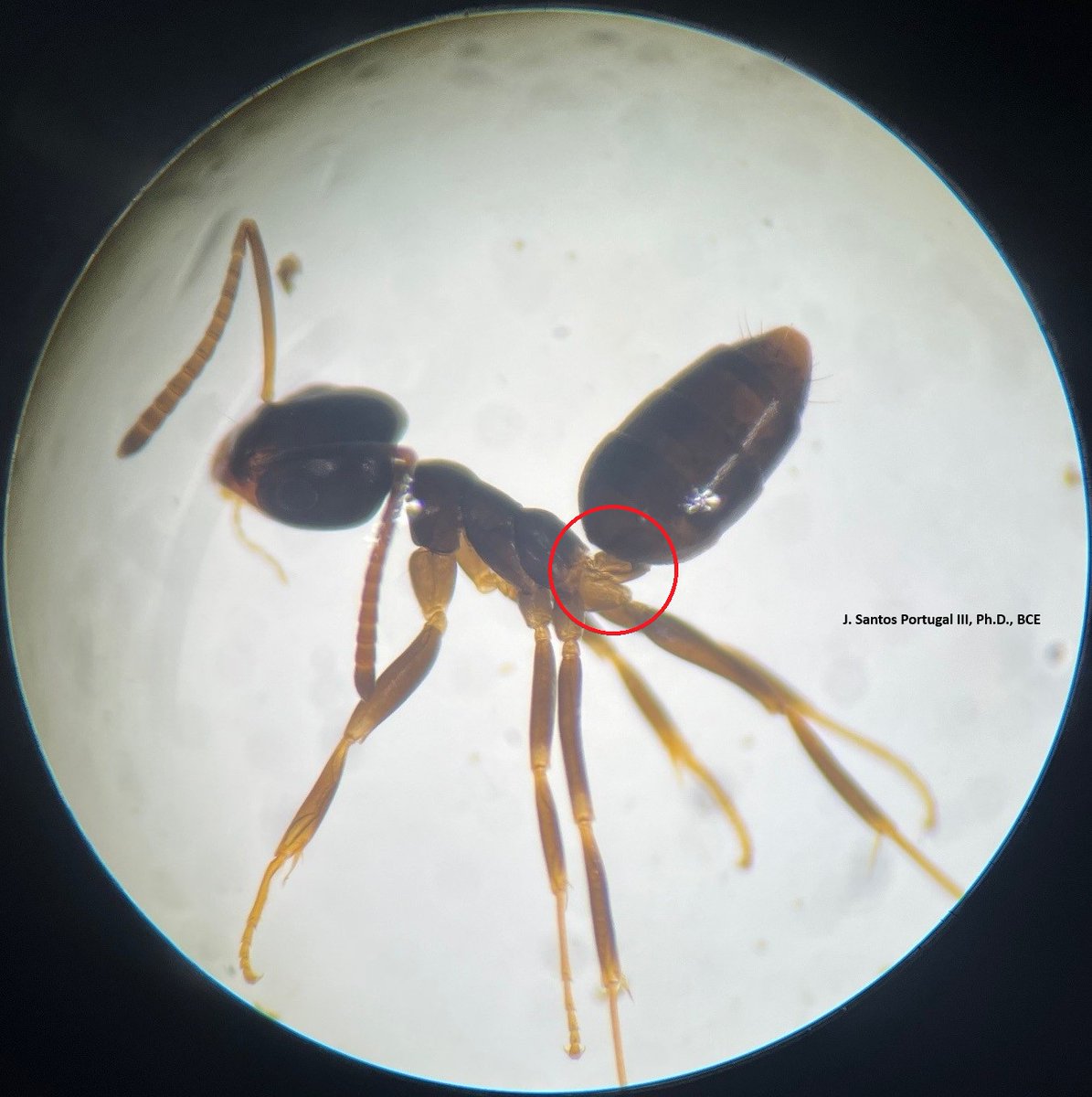 MississippiPMP's tweet image. Odorous house ants have a single, flattened node. This characteristic can help to separate this ant from other common pest ants in Mississippi. For more information on odorous house ants in Mississippi, see this #MSUext publication: extension.msstate.edu/sites/default/… 
#pestmanagement