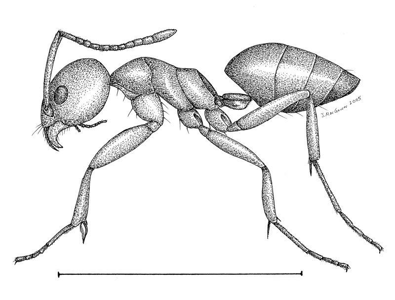 MississippiPMP's tweet image. Odorous house ants have a single, flattened node. This characteristic can help to separate this ant from other common pest ants in Mississippi. For more information on odorous house ants in Mississippi, see this #MSUext publication: extension.msstate.edu/sites/default/… 
#pestmanagement