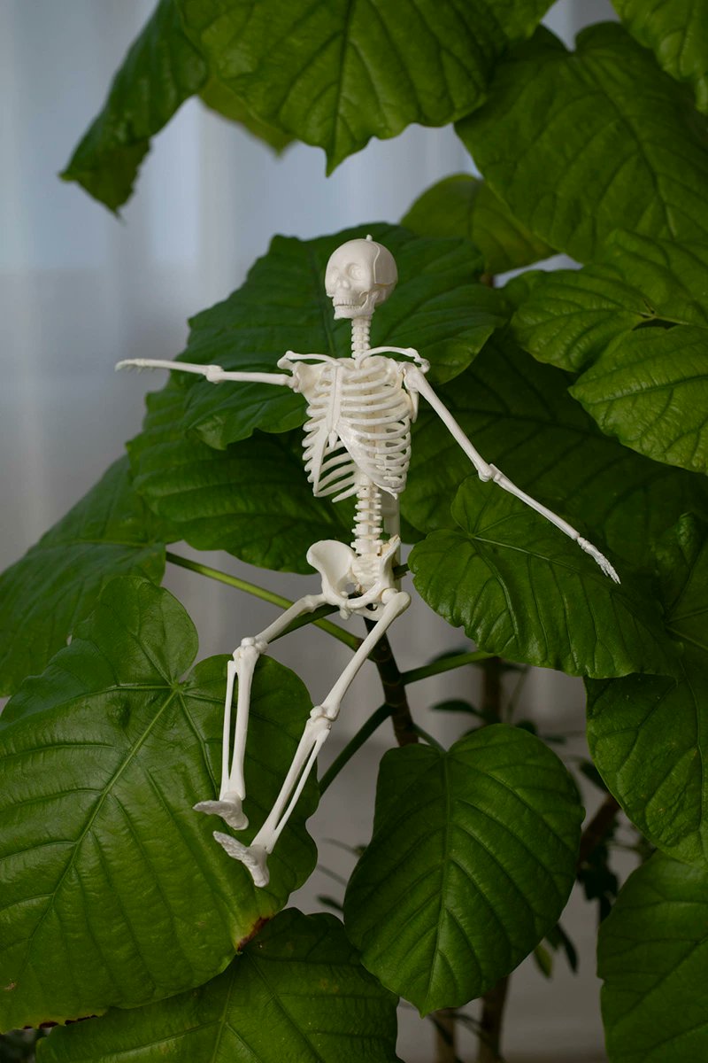 付録ネット 〈発売日カレンダー〉 tweet media