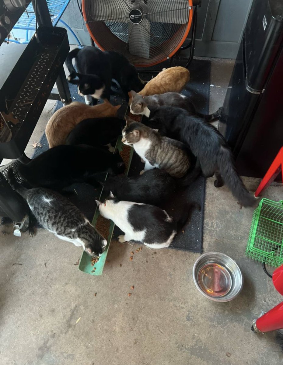 Gibbs7Char70462's tweet image. Hungry lions😂

#pets #cats #Texas