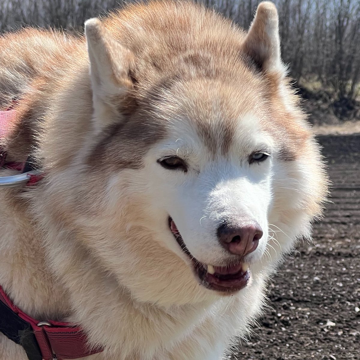 いざや tweet media