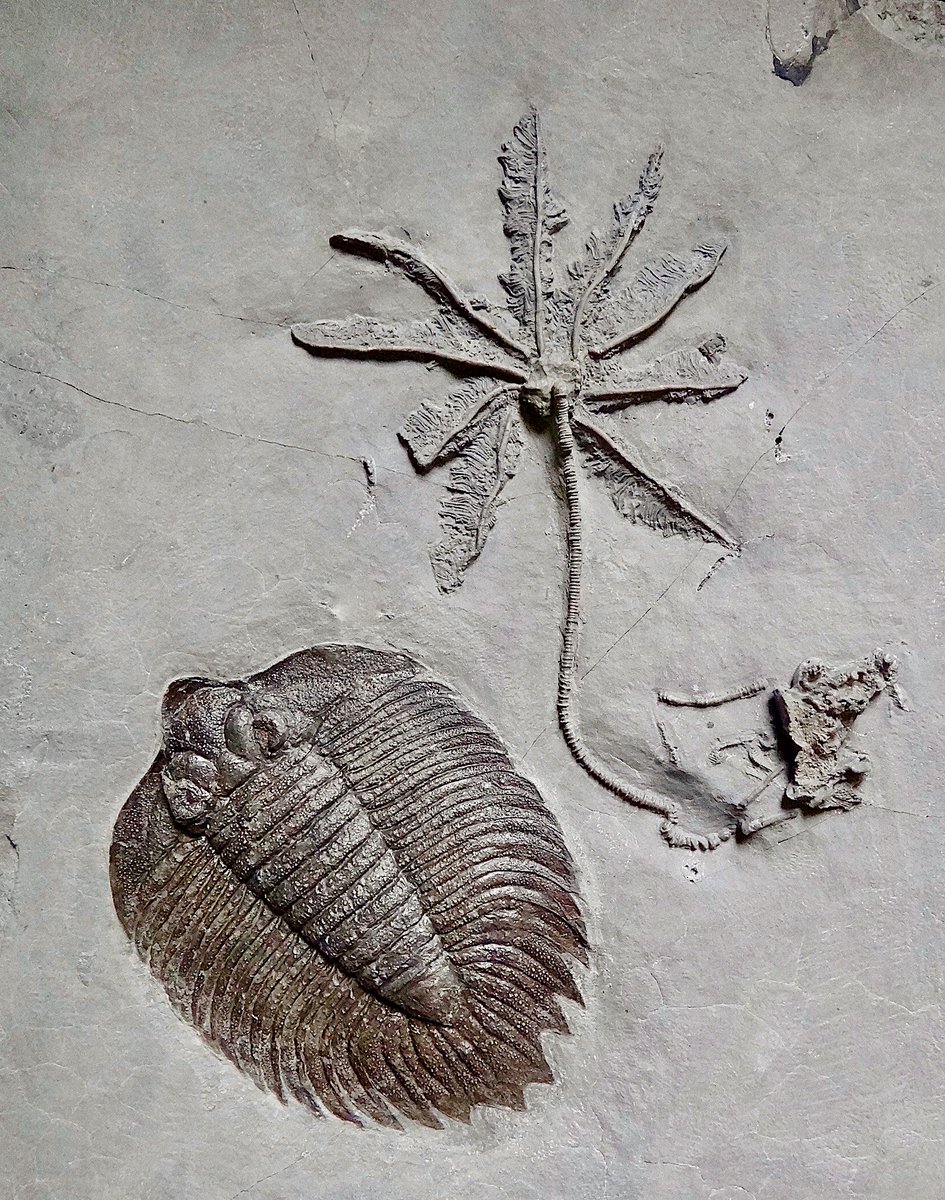 American Museum of Natural History tweet media