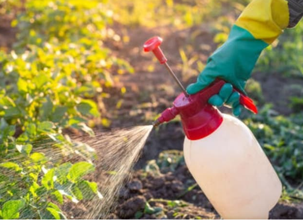 samacharmirchi's tweet image. गर्मी में पौधों को ज्यादा पानी देना पड़ सकता है भारी: जानें ओवरवॉटरिंग से कैसे बचाएं अपनी गार्डनिंग
samacharmirchi.com/summer-plant-c…
.
.
.
.
.
.
.
.

#summer, #plants, #watering, #overwatering, #roots,