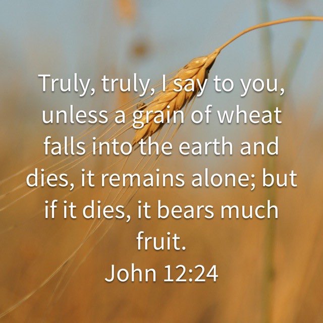 patti_rey's tweet image. Truly, truly, I say to you, unless a grain of wheat falls into the earth and dies, it remains alone; but if it #dies, it #bears much #fruit. John 12:24, ESV #Scripture