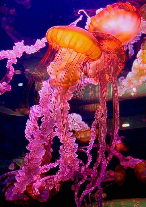 Art of the Day! "Jellyfish". Buy at: ArtPal.com/keywestartist9…