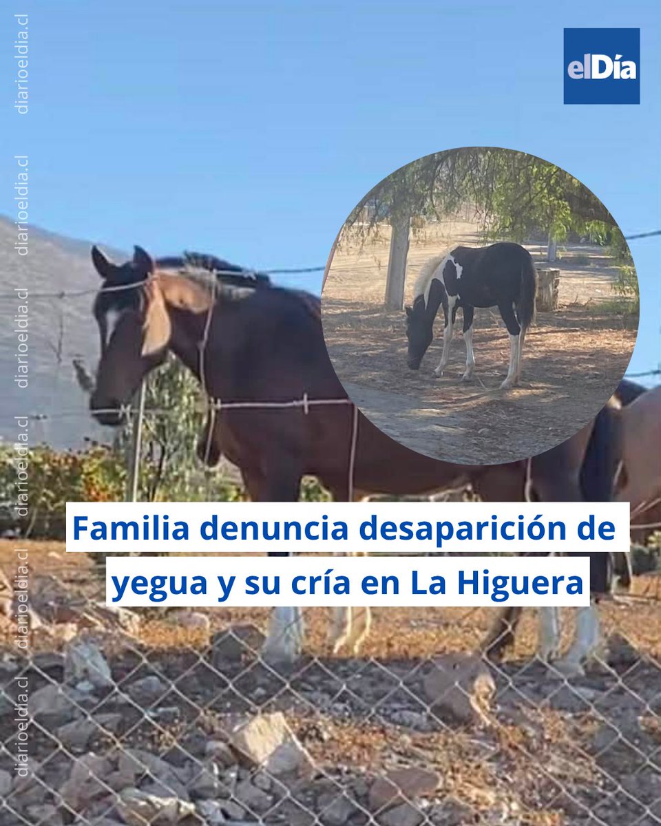 🔴 Pese a haber recorrido distintos sectores de la zona, la familia no ha logrado dar con el paradero de los animales, desaparecidos desde el pasado domingo.  #ElDíaInforma 👉 tinyurl.com/yrdumn5k