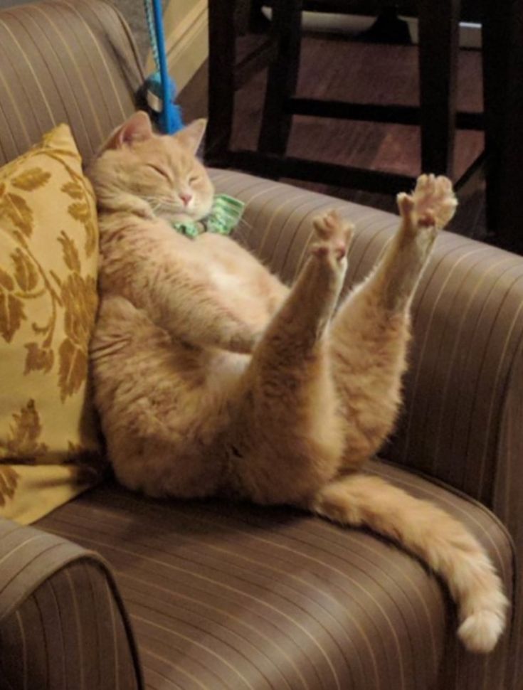 HyunCatjer's tweet image. Clara as a catto

#artㅤㅤㅤㅤ #drawingsㅤㅤ #doodleart #oc