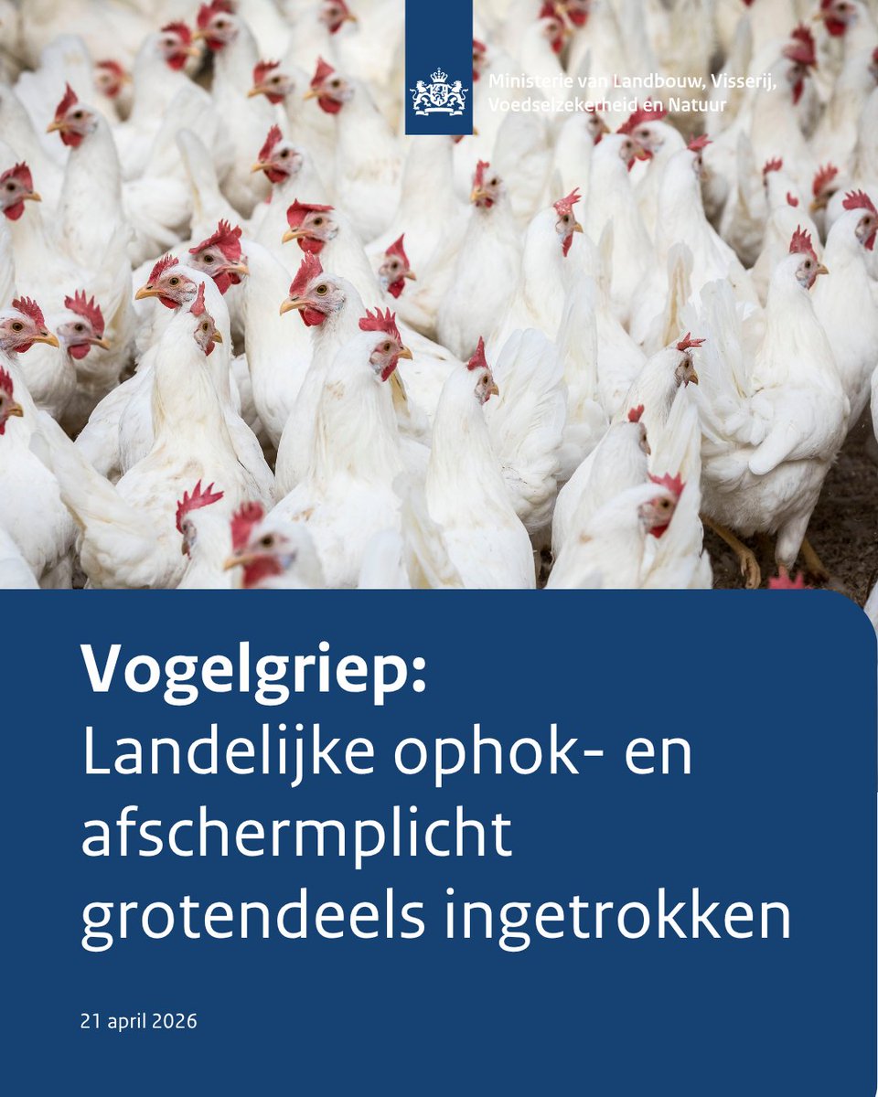 minlvvn's tweet photo. Vogelgriep neemt af, landelijke ophok- en afschermplicht grotendeels ingetrokken 
➡️https://t.co/hlku0ZKq95 https://t.co/lWFmlKR8PU