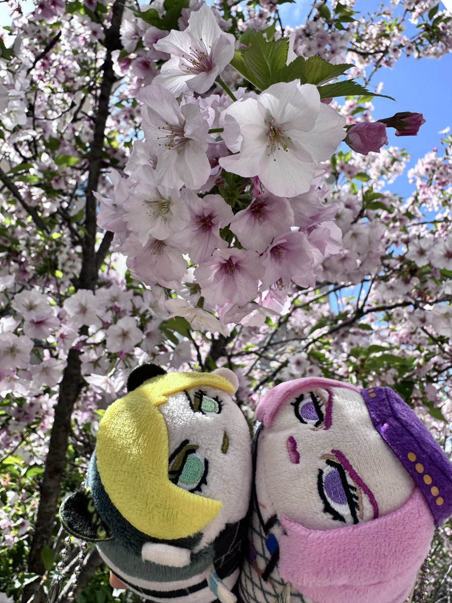 fluffyanasui's tweet photo. これは桜じゃないかもしれないけど、この桜シーズンにたまたま見かけた桜に似てる木と、アナスイと徐倫がくっついてる写真を載せたい🌸🦋💖

#ジョジョ #徐倫とアナスイ #アナ徐 #jojo_anime #jjba #jolysui https://t.co/0aQYA2aNBf