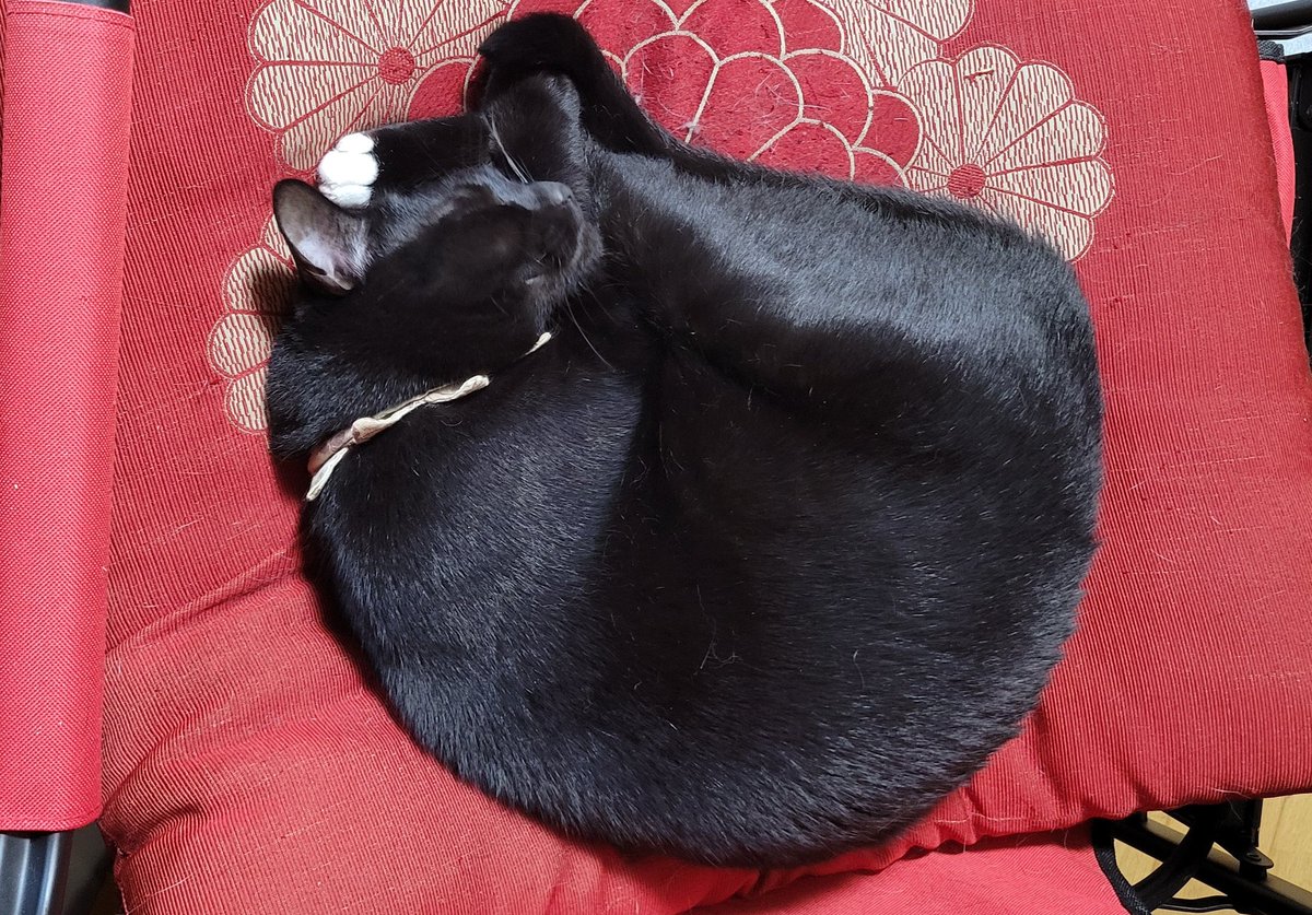 ぱっく tweet media