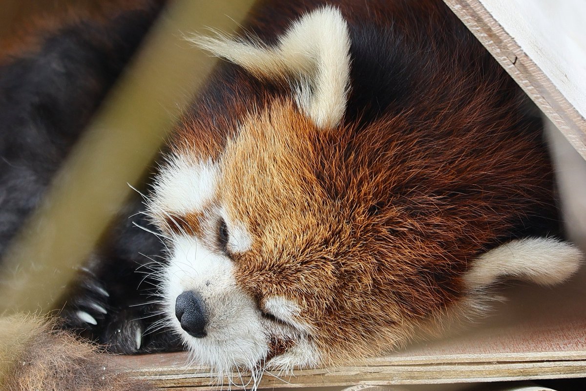 ( ˘ω˘)ｽﾔｧ
#レッサーパンダ #円山動物園 #redpanda #zoo