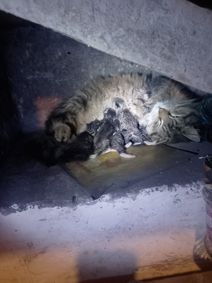 Premier hr. Mizogin tweet media