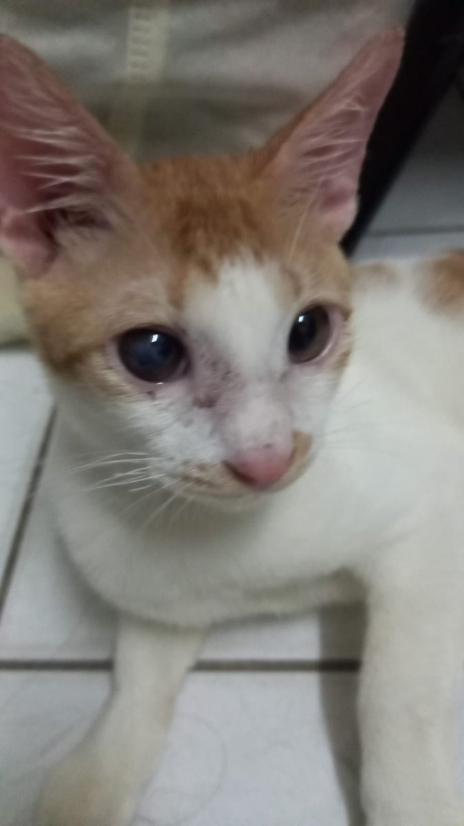 axil ✹ currently playing disco elysium tweet media