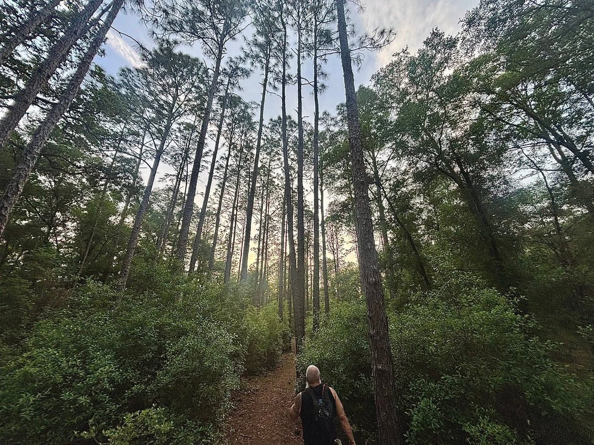 justrunfuller's tweet photo. Solid miles of course marking into the night last evening on the Skunk Ape 100 Mile course. One of my favorite sections of the trail! https://t.co/wurc2JQxPQ