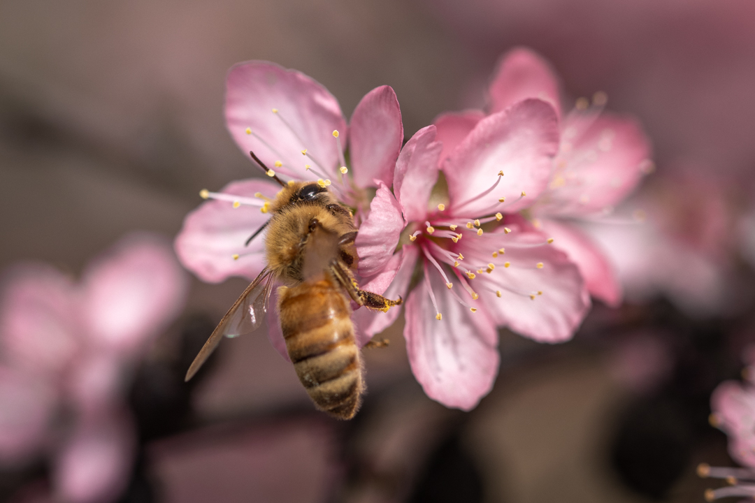 aHeartSoFull's tweet image. It's all about BEES today!

Share, share, share away!

#bees #nature #naturephotography