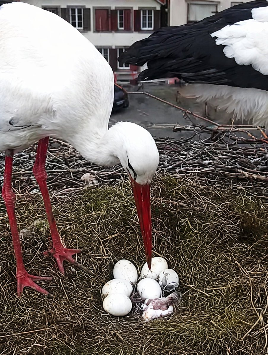 p_bischetti's tweet photo. Ça y est , le premier piou-piou est enfin sorti de sa coquille 🐣🤍
Bienvenue dans ce Monde 🐥
( 📸 de la caméra de Sarralbe ) https://t.co/QNuN6qDN9P