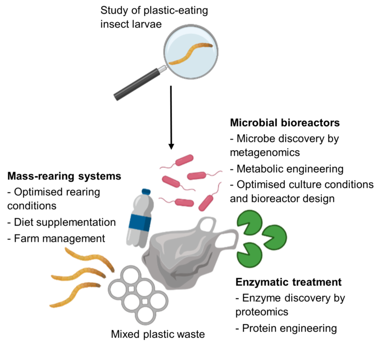 heatonmoorpark's tweet image. Plastics and the park.......Plastic-Eating Insect Larvae Offer Solutions to Our Plastic Waste Problem: a White Paper   ....... #plastics #insects    nuancefromscience.com/2022/07/18/pla…