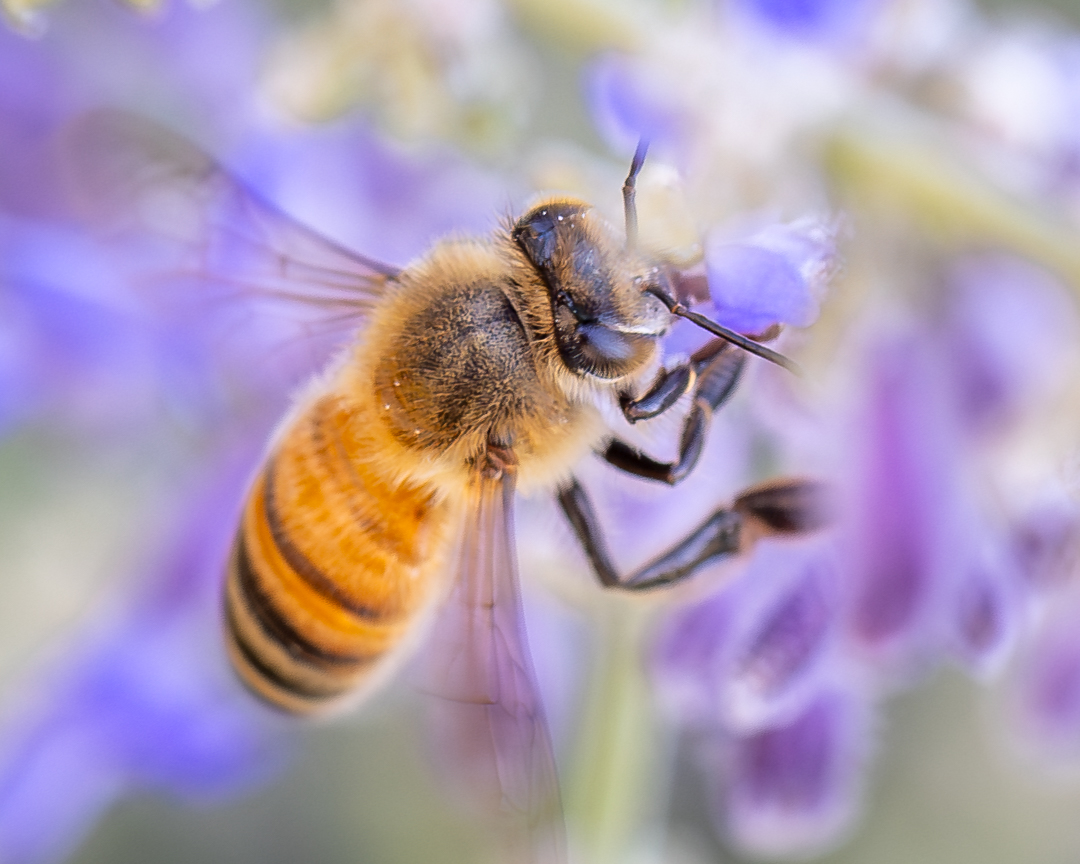 aHeartSoFull's tweet image. It's all about BEES today!

Share, share, share away!

#bees #nature #naturephotography