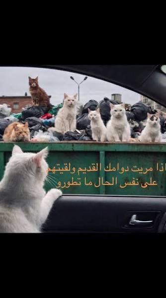 Falcon 3ADEL tweet media