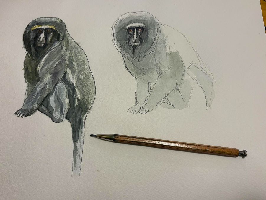 haiiromizunagi's tweet photo. いつもの所ⅠとⅡで #フクロウグエノン #OwlFacedMonkey #HamlynsMonkey #Monkey #Cercopithecus #Cercopithecidae #Haplorhini #Primates を #スケッチ #ドローイング #水彩 で着色。近々、ちゃんと描こう‥と、少し前に #大人の鉛筆 で描いたが、放置していたのを漸く再開‥なかなか良い顔にならぬ‥ https://t.co/PSuA49XXc0
