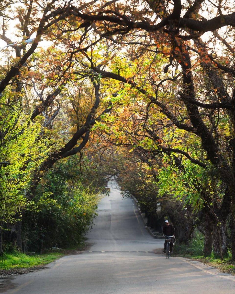 julaibib tweet media