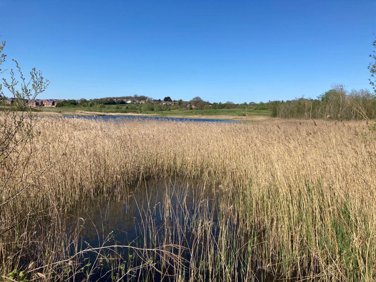 lfchistorical's tweet image. Thanks to my new birdsong ID app I may have found a new hobby. A quick stop here, an old coal mine and open cast site, a 30 minute walk from my front door. #nature #walk