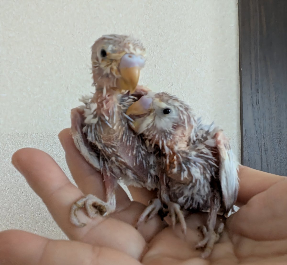 べるを商店🐥 tweet media