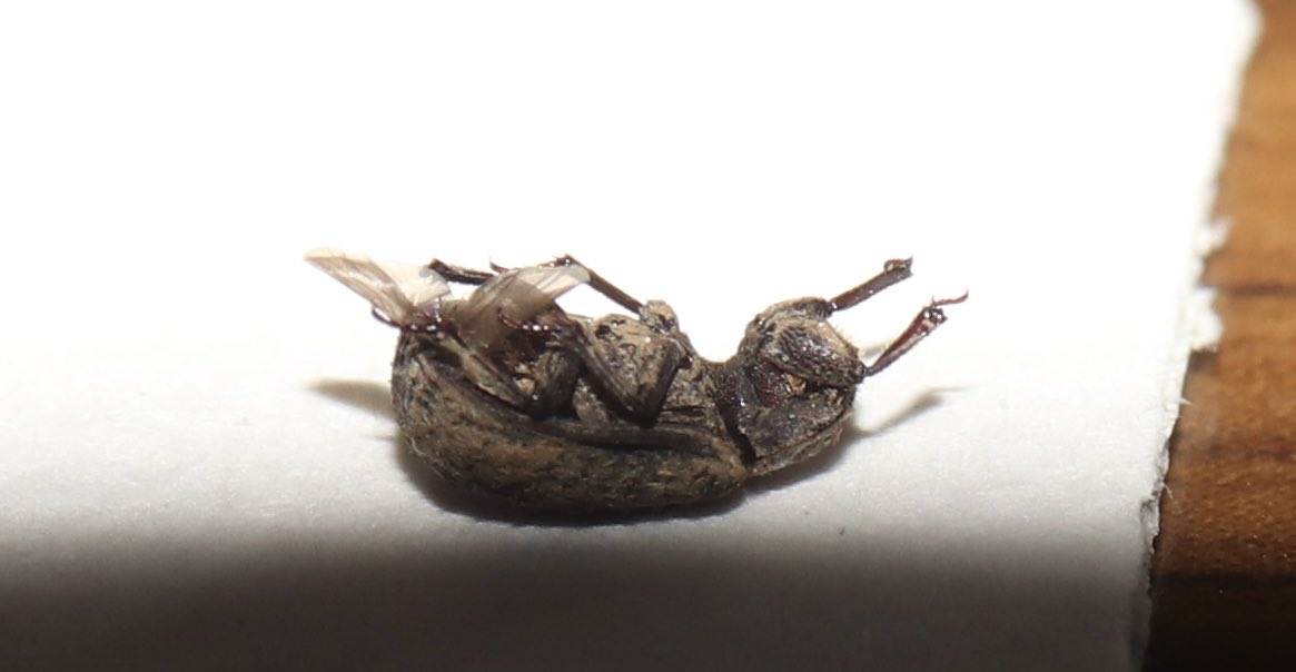 部屋に落ちてた小さな甲虫
コブスジコガネの仲間っぽい