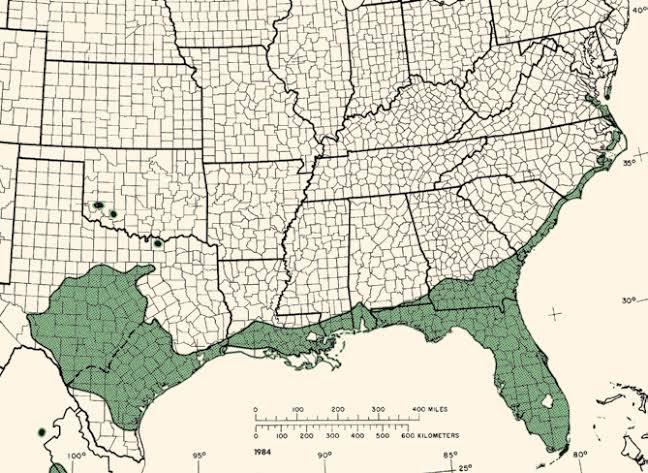 Gulf Coast Dude tweet media