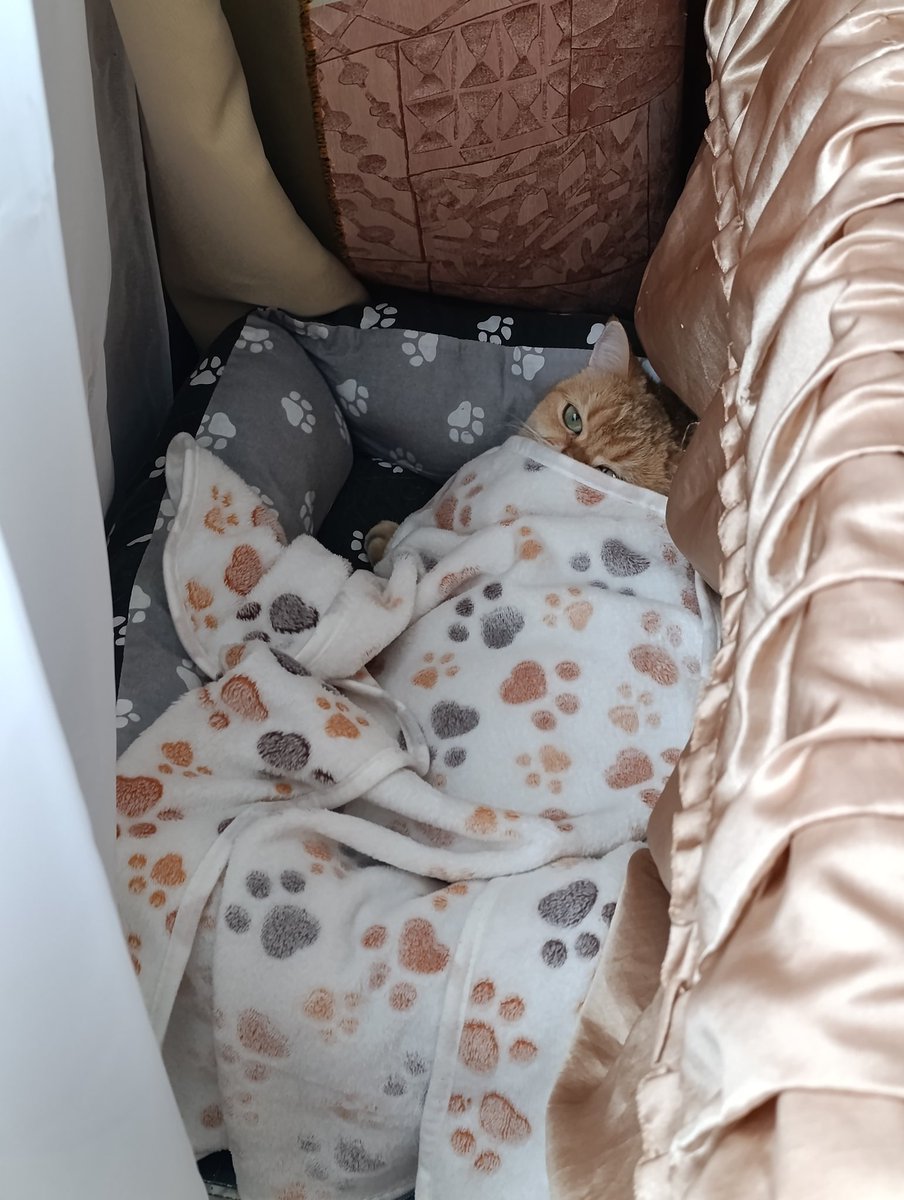 Подлунный вампир🌙 tweet media