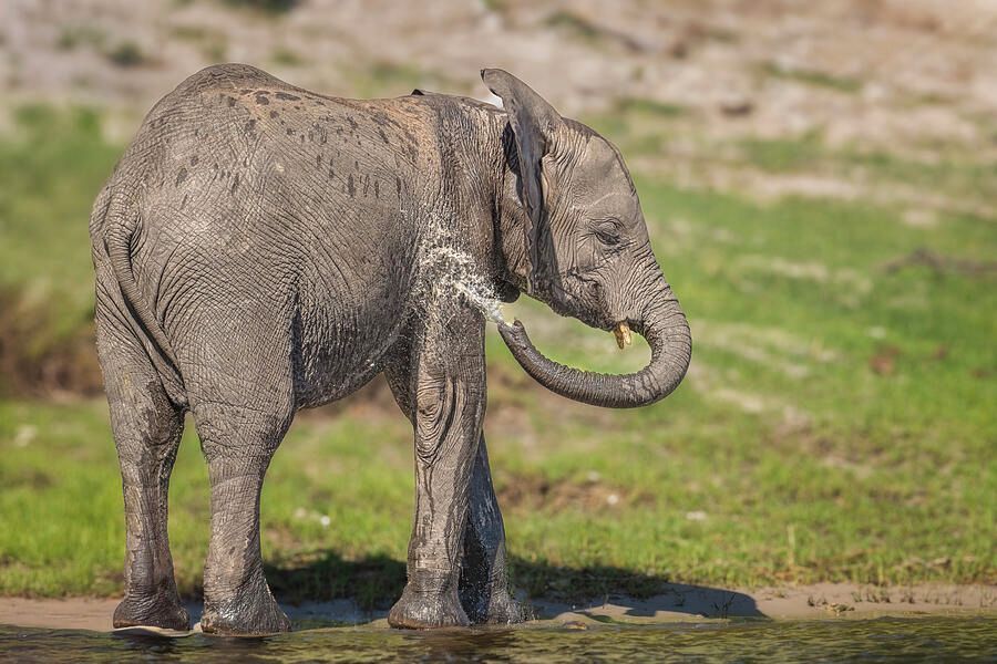 joancarroll's tweet image. Baby Elephant Playing in the Chobe River Botswana! buff.ly/jEdSCBz #elephant #river #chobe #botswana #africa #splashing #artforsale #giftideas @joancarroll