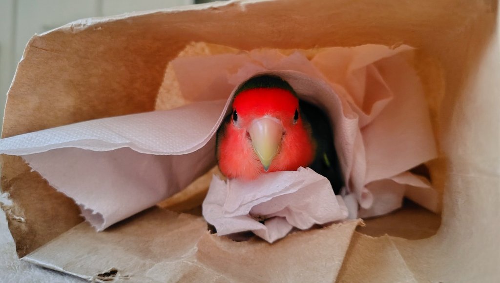 くりさん🐥🎄 tweet media