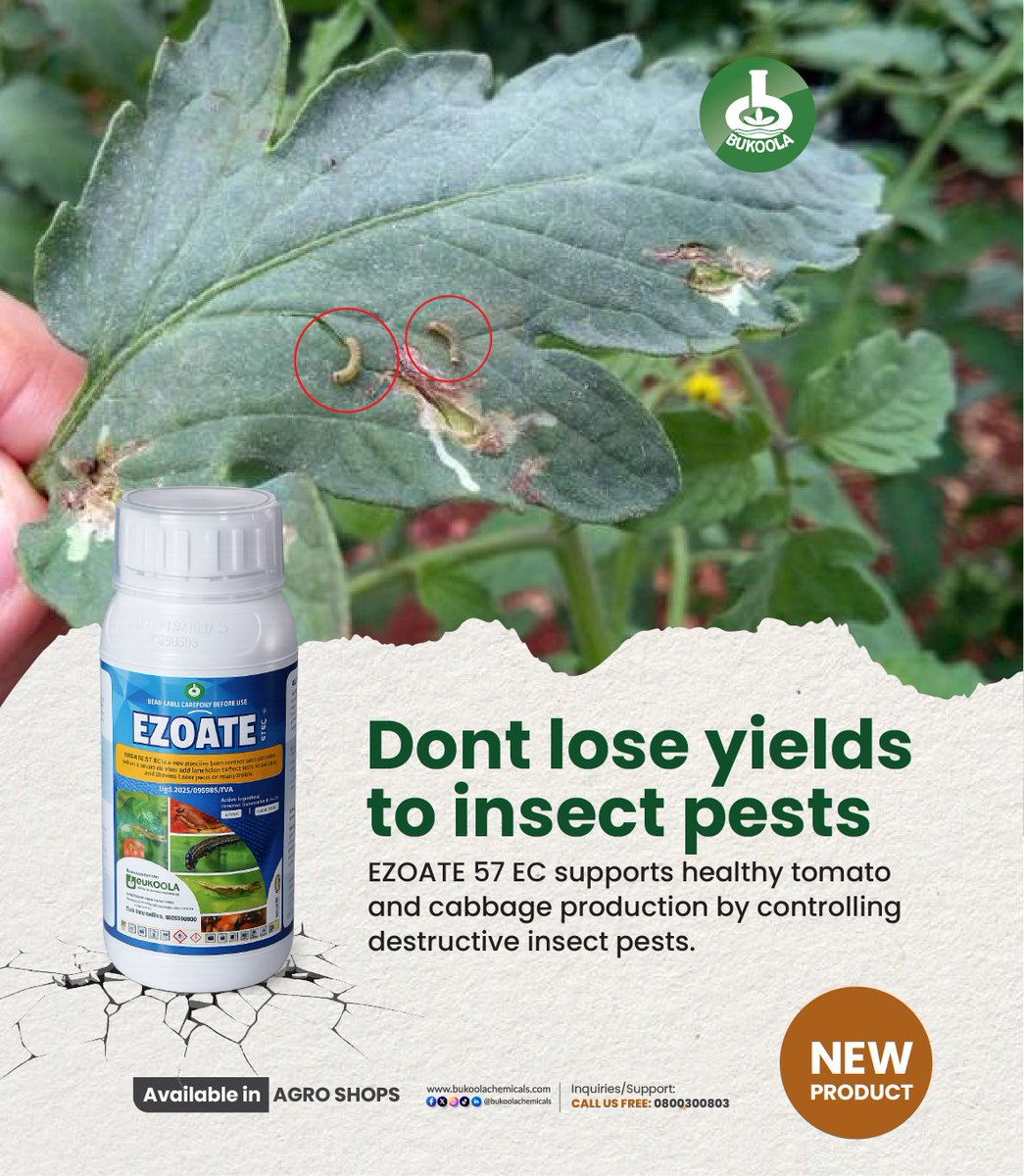 ntvuganda's tweet photo. ADVERT: Don’t wait until damage is everywhere.
Act early with EZOATE and protect your crops from destructive pests that reduce yield and quality.
Find EZOATE at your nearest agro inputs shop.
#BukoolaChemicals
#Ezoate57EC
#EarlyProtection
#SmartFarming
#HealthyHarvest
@BukoolaChemical