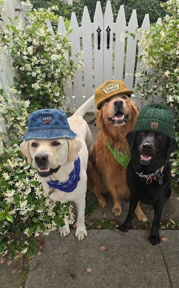 dogsgenx's tweet image. The cool kids 😎 Shadow, Chance and crazy Nina 💚 #dogs