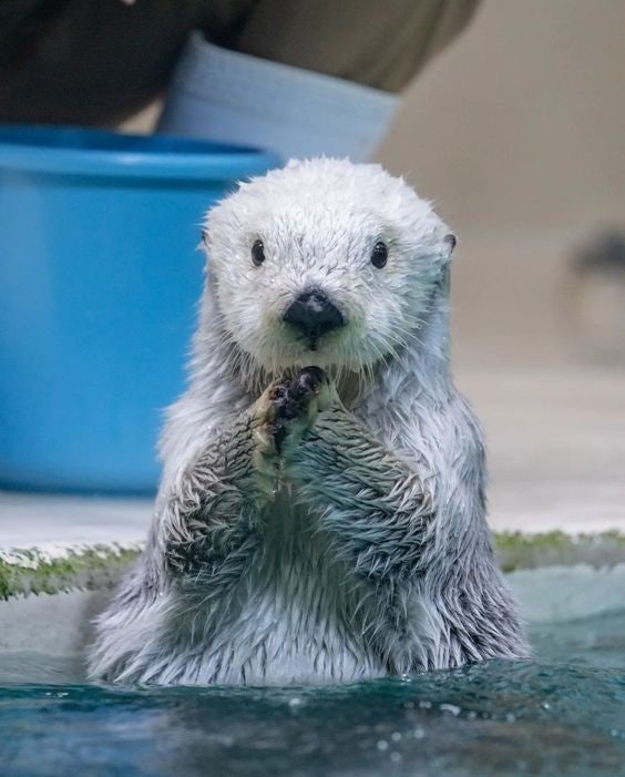 푸카푸카✨️ tweet media