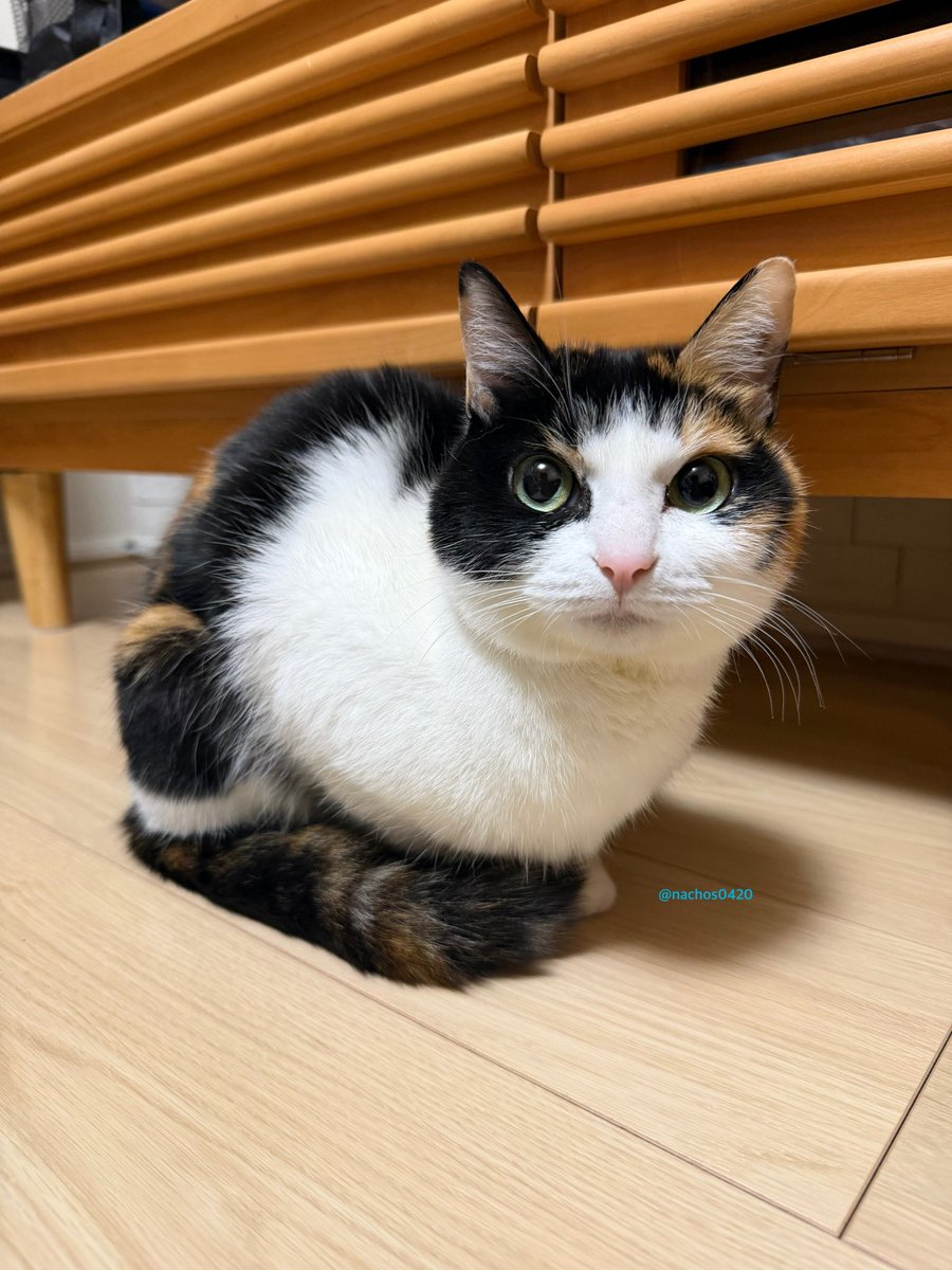 ナツとスイ tweet media