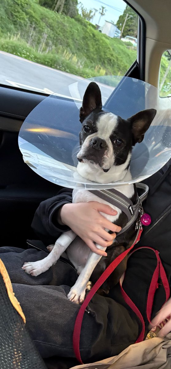 つぶやきパンダ tweet media