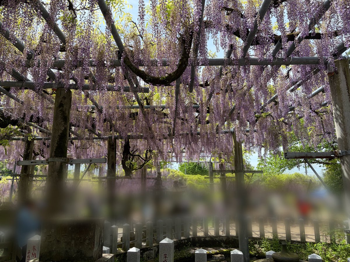 snow_co87's tweet photo. 藤のお花見 https://t.co/AquViJjSj1
