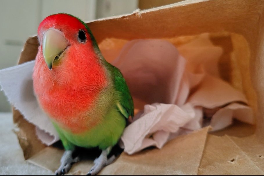 くりさん🐥🎄 tweet media