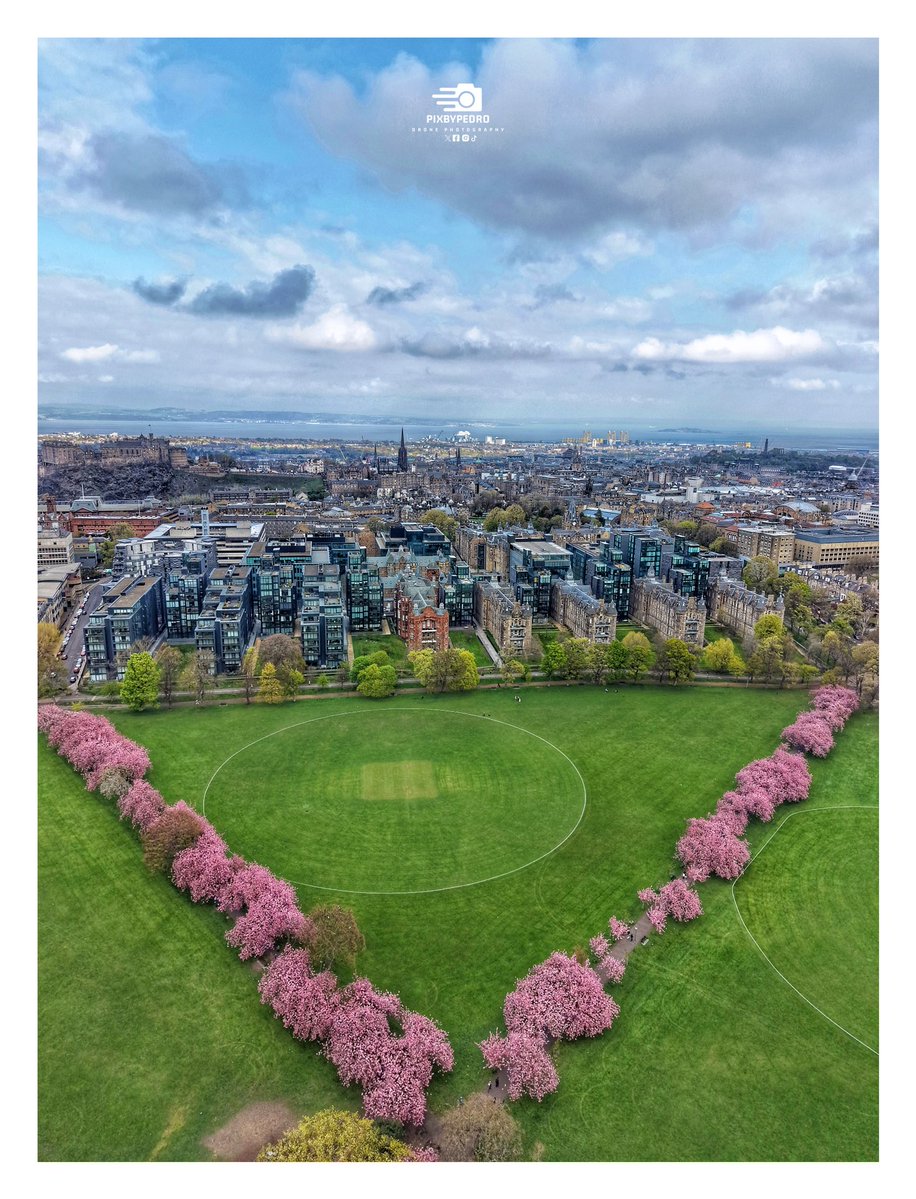 PedDronio's tweet image. 🌺 Pink Blossom in full bloom on The Meadows. 

@edinburgh @Beathhigh #edinburgh @edinburghpaper