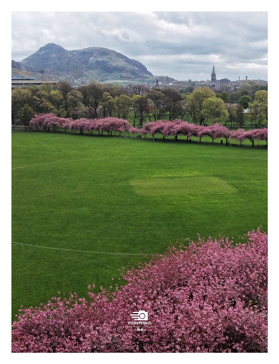 PedDronio's tweet image. 🌺 Pink Blossom in full bloom on The Meadows. 

@edinburgh @Beathhigh #edinburgh @edinburghpaper