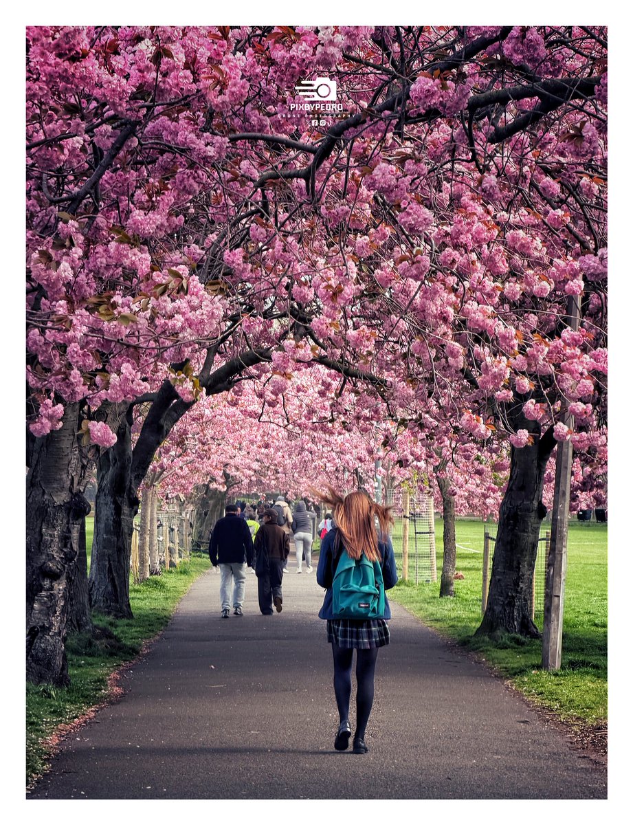 PedDronio's tweet image. 🌺 Pink Blossom in full bloom on The Meadows. 

@edinburgh @Beathhigh #edinburgh @edinburghpaper
