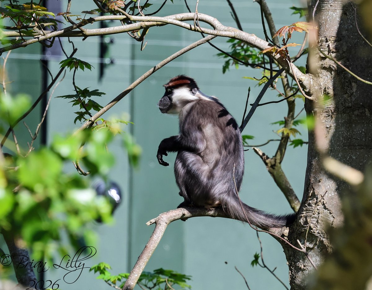 brglilly's tweet image. Great to see some of the Cherry-crowned mangabeys outside @briszooproject #mangabeys #monkeys #primates