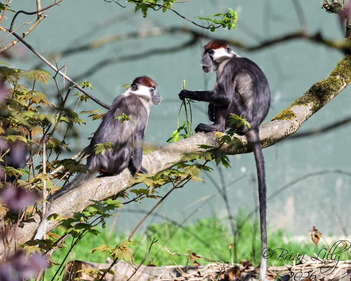 brglilly's tweet image. Great to see some of the Cherry-crowned mangabeys outside @briszooproject #mangabeys #monkeys #primates