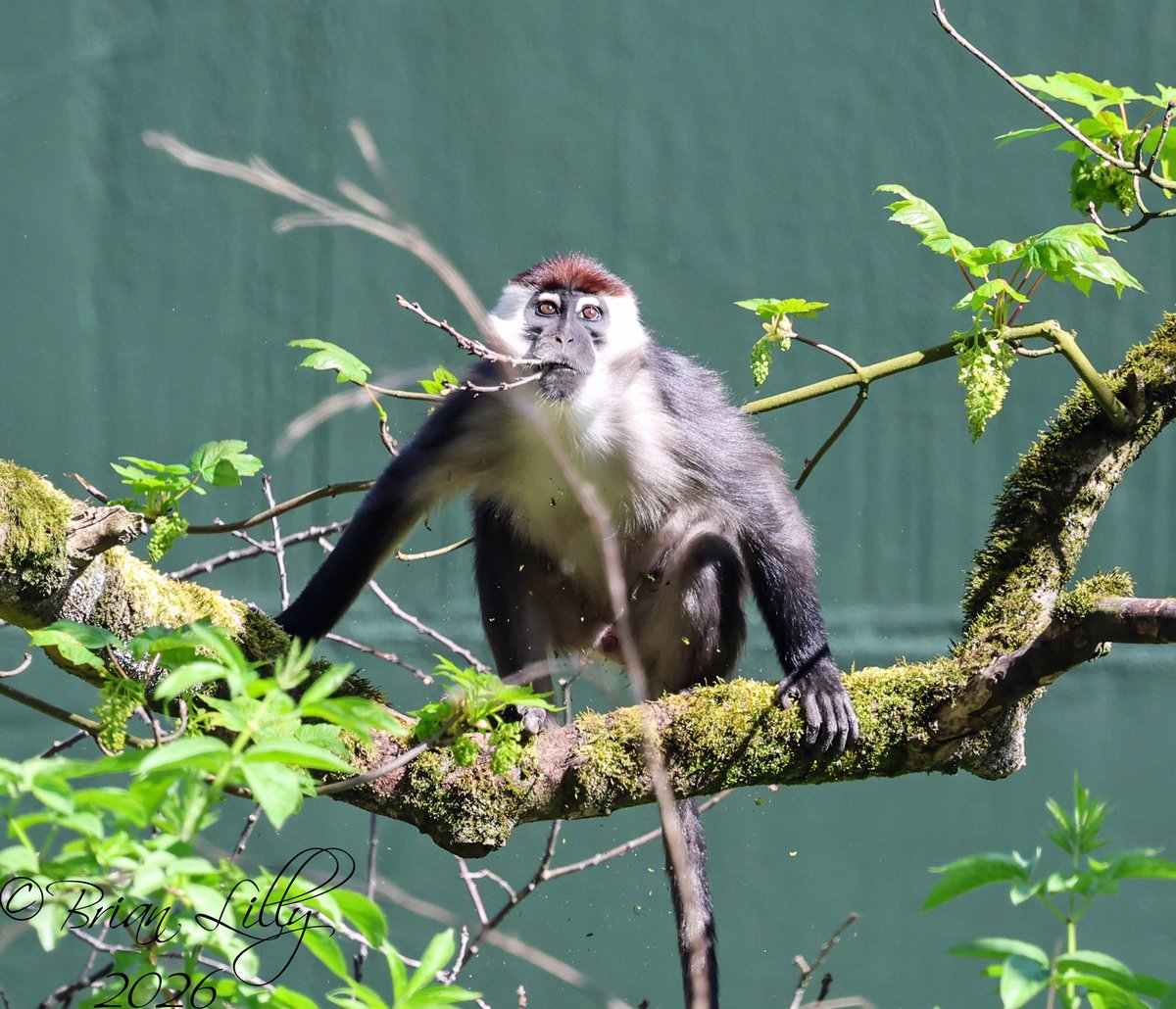 brglilly's tweet image. Great to see some of the Cherry-crowned mangabeys outside @briszooproject #mangabeys #monkeys #primates