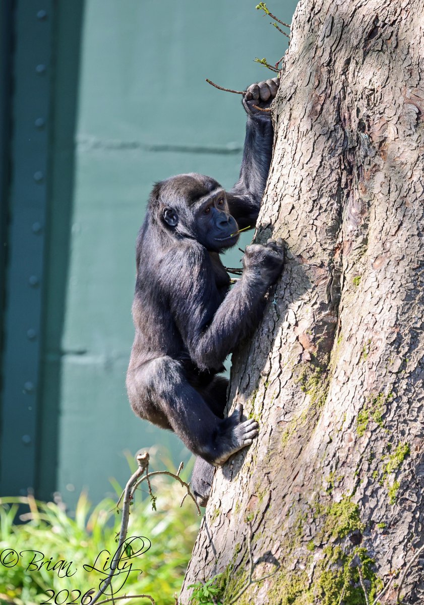 brglilly's tweet image. Juvenile Western lowland gorilla 'Juni' climbing up the big tree @briszooproject #gorilla #primates